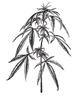 Hemp-Seed-Oil(1) Hemp-Seed-Oil(1)