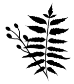 Neem-Oil(1) Neem-Oil(1)